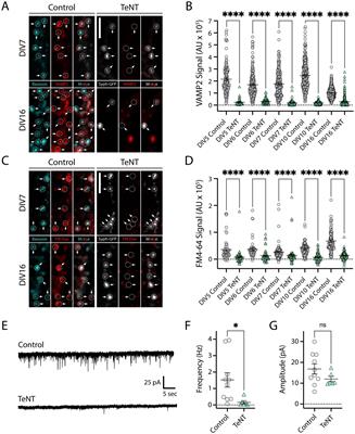 AMPA and GABAA receptor nanodomains assemble in the absence of synaptic neurotransmitter release